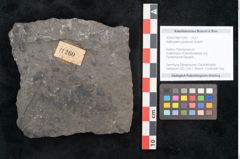 Foto (Objekt + Etikett) von Alethopteris pluckeneti Schloth (NHMW-GEO-2024-0188-11260)